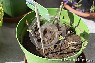 Twigs used as stem cuttings to propagate plants with new sprouts Stock Photo