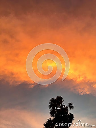 Twilight and cloud photo with the palms in the Samroi yod, Thailand Decemebr 30, 2018 Stock Photo