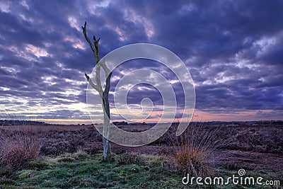 Twilight scene at a tranquil heath-land, Goirle, Netherlands Stock Photo