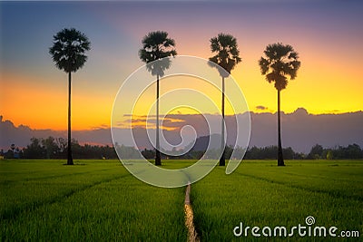 Twilight after sunset in field and palm tree. Stock Photo