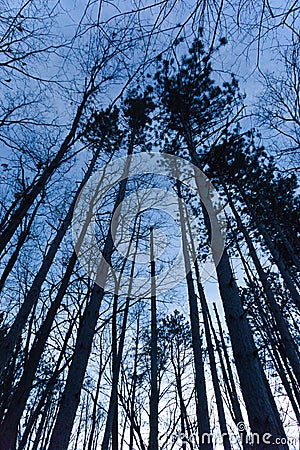 Twilight Tree Canopy Stock Photo