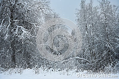 Twilight winter forest Stock Photo