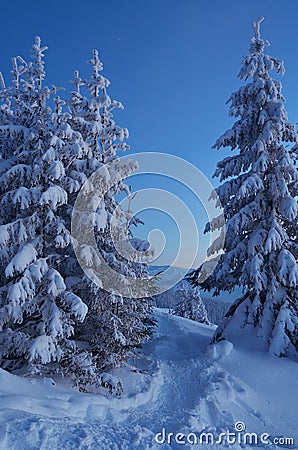 Twilight in the winter forest Stock Photo