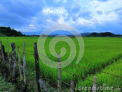 Twillight in paddy field Stock Photo