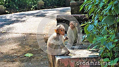 Twin baby monkeys sitting on a wall Stock Photo