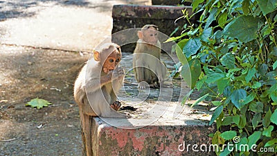 Twin baby monkeys sitting on a wall Stock Photo