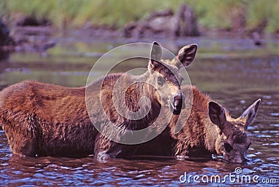 Twin baby moose Stock Photo