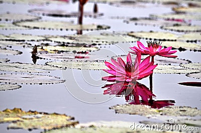 Twin beautiful pink lotus reflection on the pond Stock Photo