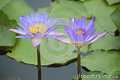 Twin beautiful purple lotuses on green background Stock Photo