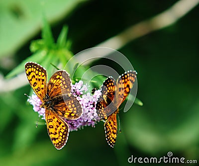 Twin butterflies Stock Photo