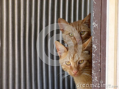 Twin cats Stock Photo