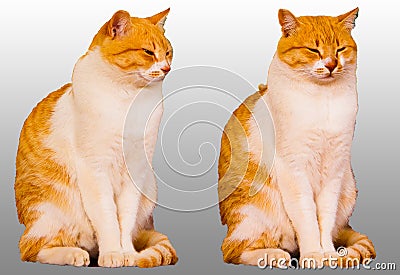 Twin cats on neutral background. Stock Photo