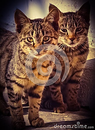 Twin Cats Stock Photo