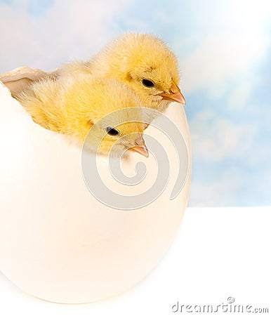 Twin chicks in big egg Stock Photo