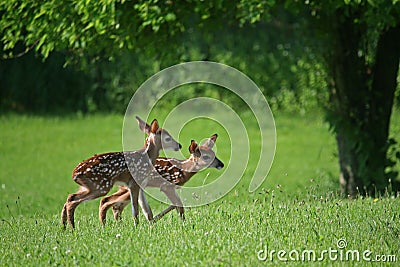 twin fawns,looking for mom 2 Stock Photo