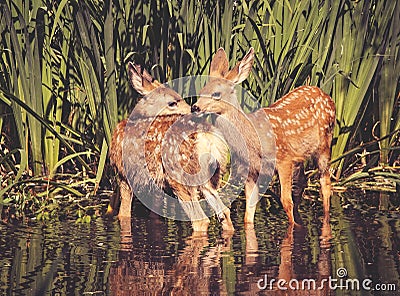 Twin fawns nuzzling each other in a pond surrounded by reeds at Stock Photo