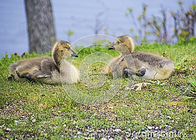 Twin Goslings Stock Photo