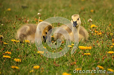Twin Goslings Stock Photo