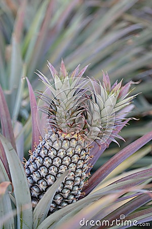 Twin head pineapple Stock Photo