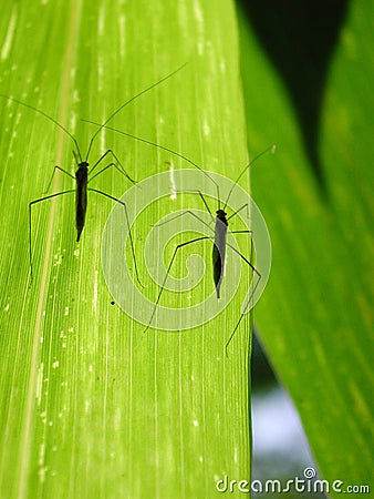 Twin insects Stock Photo