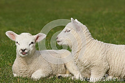 Twin Lambs Stock Photo