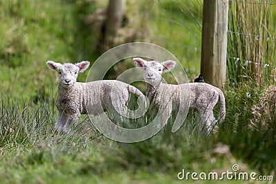 Twin Lambs Stock Photo