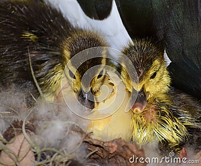 Twin little yellow ducklings standing Stock Photo