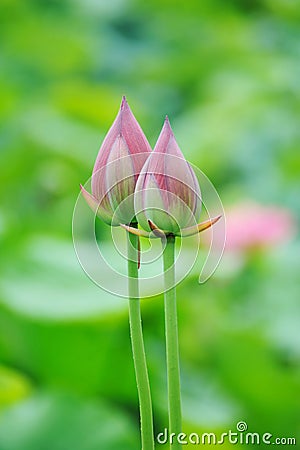 Twin lotus buds Stock Photo