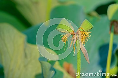 Twin lotus seedpods on one stalk Stock Photo