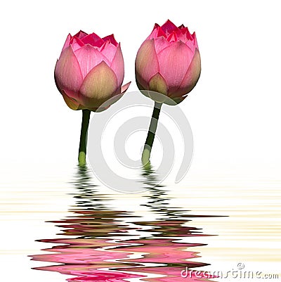 Twin lotus water reflection Stock Photo