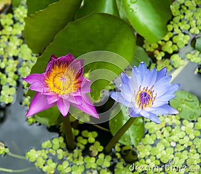 Twin lotuses Stock Photo