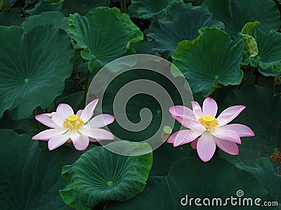 Twin Lotuses Stock Photo