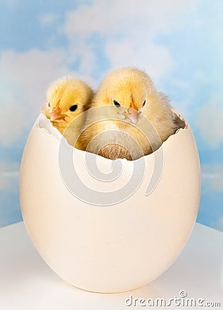 Twin newborn easter chicks Stock Photo