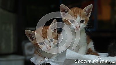 twin orange kittens staring intently with blur background Stock Photo
