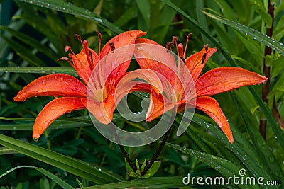 Twin Orange Lilys After Rain Stock Photo