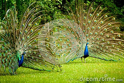 Twin Peacocks Stock Photo