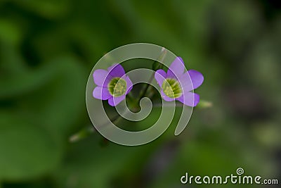 Twin Purple Flowers Stock Photo