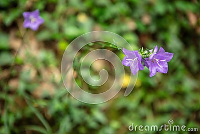 Beautiful Twin purple flowers Stock Photo