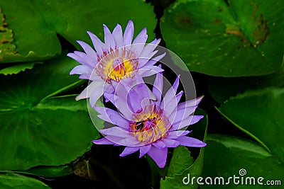 Twin purple lotus flower blossom Stock Photo