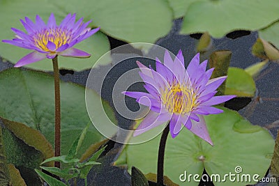 Twin purple lotuses stand out above the water Stock Photo