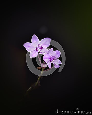 Twin purple orchid blooms isolated against the dark background. Beautiful flowers close-up photograph Stock Photo