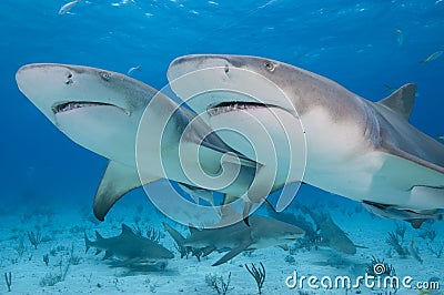 Twin Shark Twin Shark