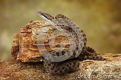 Twin-Spotted Rattlesnake on Desert Rocks Stock Photo