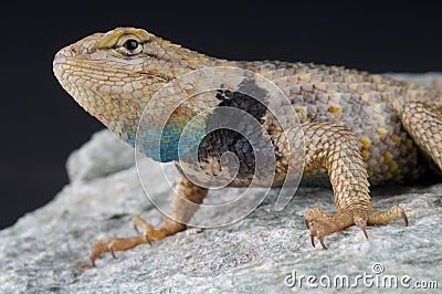 Twin-spotted spiny lizard Stock Photo