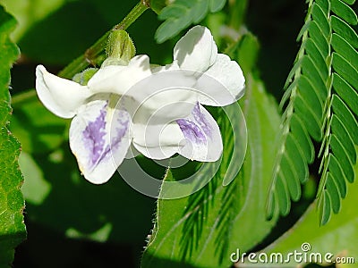 Twin white flower above green leafs Stock Photo