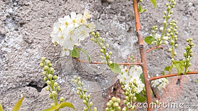 A twining branch and flowers against a stone wall. White small flowers. Spring in the city. Selective focus Stock Photo