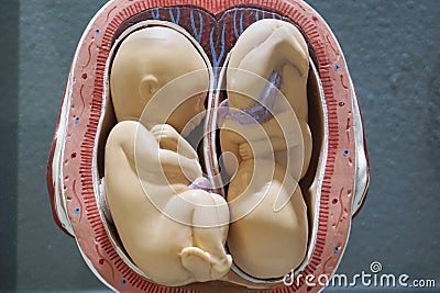 Twins Embryo model, fetus for classroom education. Stock Photo