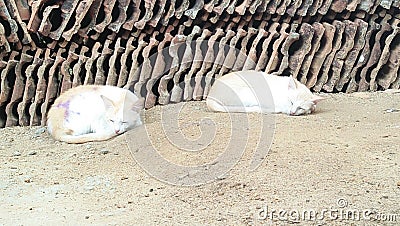 Twins lazy Cats are sleeping in an angry mood Stock Photo