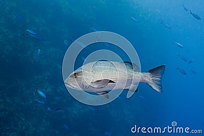 Twinspot snapper Lutjanus bohar side view of large silver fish Stock Photo