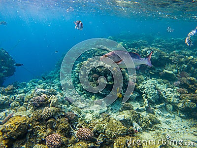 Twinspot snapper Lutjanus bohar side view of large silver fish Stock Photo